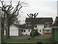 SP1774 : Lopped trees, Arden Drive, Dorridge B93 by Robin Stott