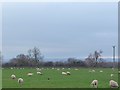 Sheep grazing at the edge of Scorton