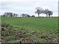 Grassland with trees