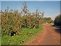 Apple orchard at Putley