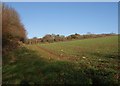 Field near Bellamarsh Barton