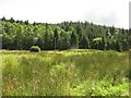 Forest and wetland, Invertrossachs