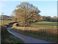 Lane near Kiln Wood