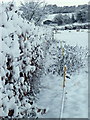 Snow covered hedge, Bishopstone