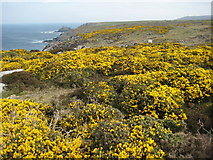 SW4136 : Gorse on Bosigran Castle by Philip Halling