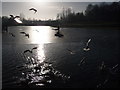 Telford: birds in flight over icy lake