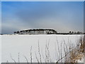 Field and windbreak near New Geanies