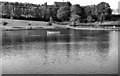 Crookes Valley Park, The Lake