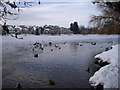 Water-fowl gathered at an ice-free part of Roath Park Lake, Cardiff