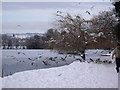 Feeding frenzy, Roath Park Lake, Cardiff