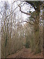 Bridleway to Clip Gate Wood