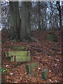 Tree steps in Shutttles Wood