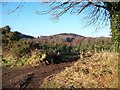 Track leading off Castle Walk to a young fir plantation