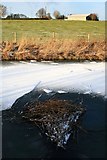 SP4935 : Frozen reeds on the Oxford Canal by David Lally