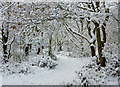 SO9095 : Snowy woodland footpath on Colton Hills near Wolverhampton by Roger  D Kidd