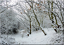 SO9095 : Snowy woodland footpath on Colton Hills near Wolverhampton by Roger  Kidd