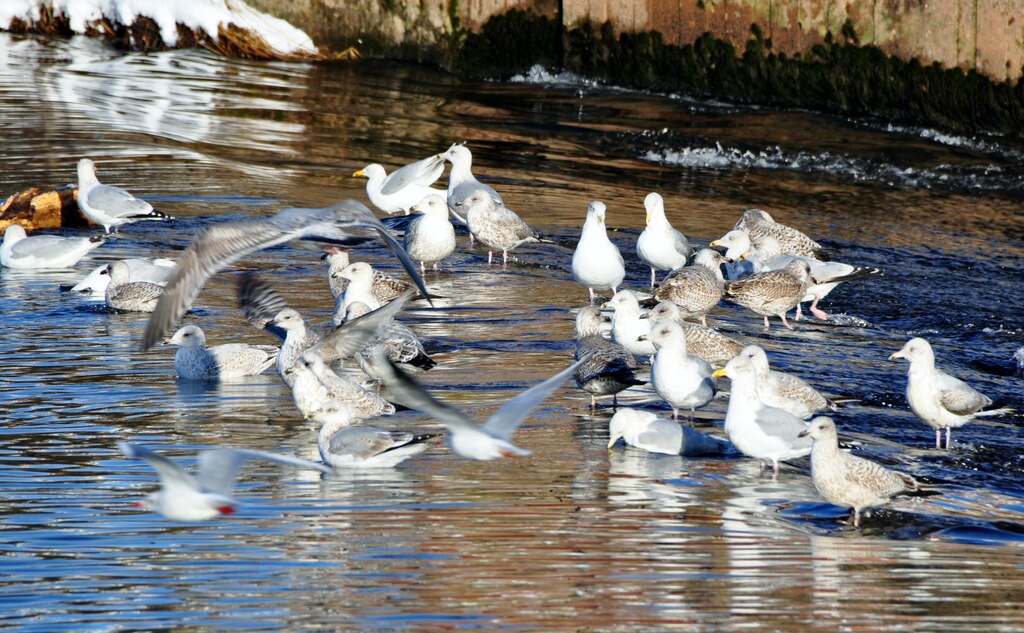 Tiverton : Seagulls in the River Exe © Lewis Clarke :: Geograph Britain ...