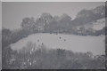 Mid Devon : Sledging on the Hill