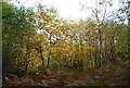 TQ7031 : Autumnal colours, Ketley Wood by N Chadwick