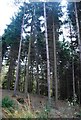 TQ7031 : Conifers, Ketley Wood by N Chadwick