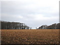 Maize stubble at Tehidy Barton