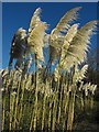 SP7555 : Pampas grass at the Hilton by Penny Mayes