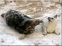 TG4624 : Grey seals (Halichoerus grypus) - mother and pup playing by Evelyn Simak