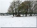 Cattle feeding in clump of trees at Muntham farm