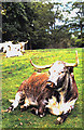 Longhorn cattle at Appleby Castle