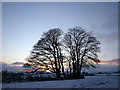 Winter tree at sunset, Orton