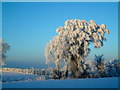 Snow covered tree at Ballymacateer