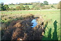 A reed filled pond in the Tillingham Valley