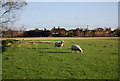 Sheep on the edge of Rye