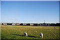 Sheep on the edge of Rye