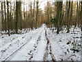 Track through the Rewell Hill Plantation