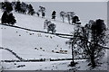 Sheep on a hillside, Kirkton of Glenisla