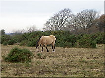 SU2312 : Pony near South Bentley Inclosure by Maigheach-gheal