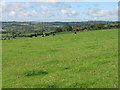 Cattle grazing on Dundry Hill