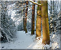 Woodland track in Muchall Park, Wolverhampton