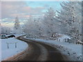 Snowy trees at Achnasheen