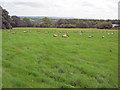 Lush sheep pasture at Hoptonbank