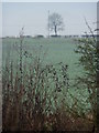 Field on a misty afternoon