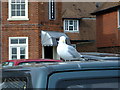 Folkestone, Seagull on Vehicle Roof