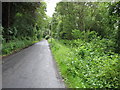 The Elibank road near Peel