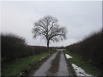 TF1396 : The lane to Hills Brough Farm by Jonathan Thacker