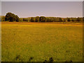 Flowering meadow near Stoneylane