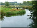 Stockbridge - Cows Grazing