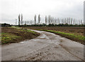 Access road to Poplar Farm, Attleborough