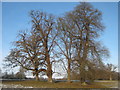 Fredville Park trees