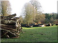 ST9439 : Felled trees, Boyton by Maigheach-gheal